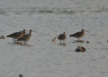 This group of whimbrels photographed on Aruba in early October, 2022, likely came from breeding grounds in the Hudson Bay Lowlands of Canada. The bird facing the camera has a yellow band on its left leg and has been wintering on Aruba since at least 2018. Photo courtesy of Michiel Oversteegen (https://www.birdwatchingaruba.com). #bird-column, #Jeff and Allison Wells, #boothbay register, #maine, #whimbrel