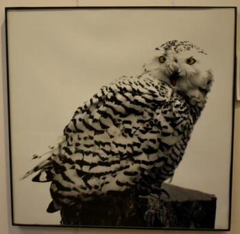 Anne Allen’s photograph of a “Snowy Owl.” Anne Allen