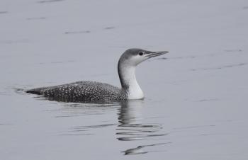 Red-throated loons use the waters of Canada’s Hudson and James Bay as an important stopover before moving down to the Atlantic coast for the winter. Photo by Andy Reago & Chrissy McClarren. #bird-column, #Jeff and Allison Wells, #boothbay register, #maine,, #birds, #COP15