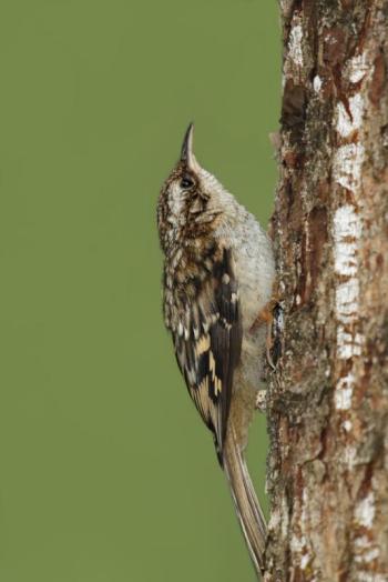 #bird-column, #Jeff and Allison Wells, #boothbay register, #maine, #birds, #brown creeper