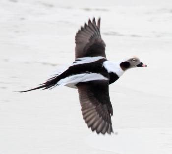 Stunning long-tailed ducks were seen in good numbers around Matinicus Island on the Audubon Christmas Bird Count on Jan. 2, 2023. Photo by Dominic Sherony courtesy of Wikimedia Commons. #bird-column, #Jeff and Allison Wells, #boothbay register, #birds, #maine, #christmas bird count, #matinicus island