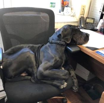 Tonka is ready to assist customers. Courtesy photo