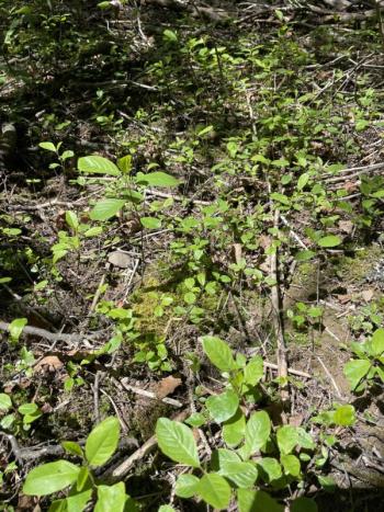 Glossy buckthorn seedlings. Courtesy of Knox-Lincoln Soil & Water Conservation District