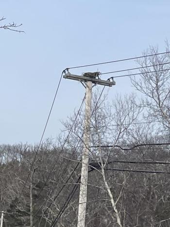 The osprey nest on the pole before the nesting box was installed. Courtesy of Ted Varipatis/Serra Public Affairs