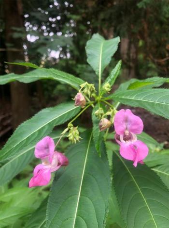Flowering Himalayan balsam, also known as pink touch-me-not. Courtesy of Knox-Lincoln Soil & Water Conservation District