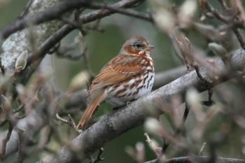 Fox sparrows migrate through Maine in early spring before trees and bushes have flowered and leafed out, providing a splash of brighter color that portends the burst of colorful birds and flowers soon to arrive. Photo by Dominic Sherony, courtesy of Wikimedia Commons. #bird-column, #birds, #jeff and allison Wells, #boothbay register, #maine, #fox sparrows, #maine