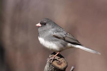 #bird-column, #Jeff and Allison Wells, #Boothbay Register, #birds, #maine, #junco