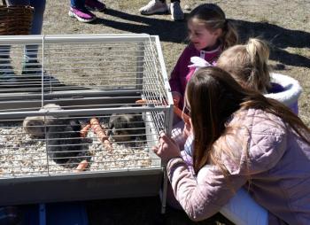 The lop-eared baby bunnies attracted children of all ages. LISA KRISTOFF/Boothbay Register