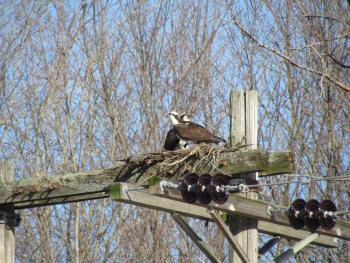 #bird-column, #Jeff and Allison Wells, #boothbay register, #maine, #birds, #osprey