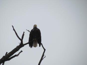 #bird-column, #jeff and allison wells, #boothbay register, #birds, #maine, #flood, #bald eagley