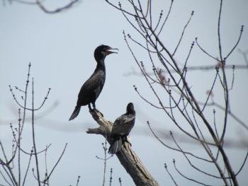 #bird-column, #jeff and allison wells, #boothbay register, #birds, #maine, #flood, #bald eagley