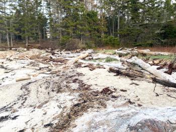 The supply of driftwood on Pratt’s Island for the Southport Community Project. Courtesy photo