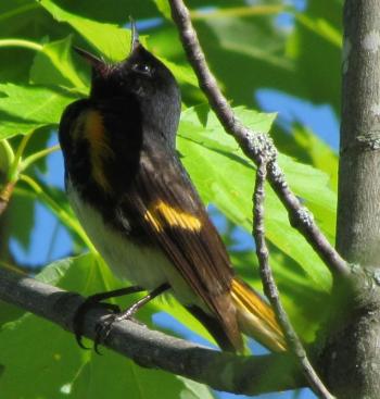 Male American redstarts defend their territories from rival males by singing from the boundaries of the space that they don't want other males to intrude upon. Courtesy of Jeff Wells. #bird-column, #birds, #Jeff and Allison Wells, #boothbay register, #maine, #American redstart