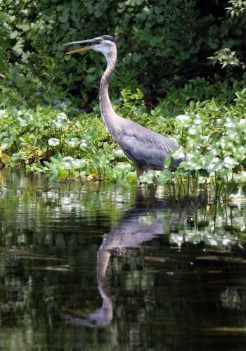 #bird-column, #Jeff and Allison Wells, #heat wave, #boothbay register, #maine, #great blue heron
