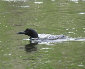Anyone who spends time on a Maine lake is familiar with the haunting calls of the Common Loon. Photo courtesy Jeff Wells