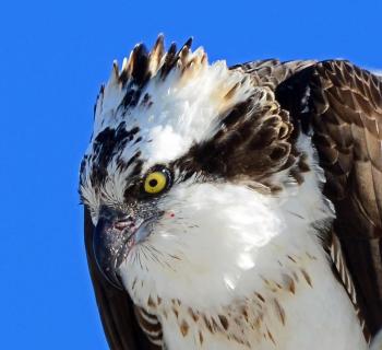 The intricacies of learning and other happenings inside an osprey’s brain remain a mystery to us humans. By Rodney Campbell, CC BY 2.0, Courtesy Wikimedia Common #bird-column, #Jeff and Allison Wells, #birds, #boothbay register, #osprey