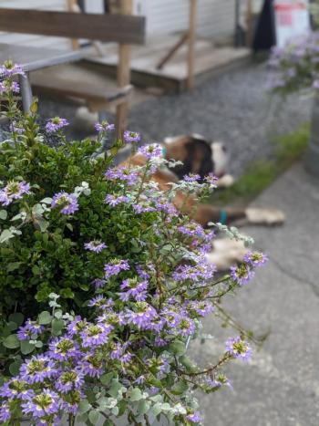 CANDI JONETH/Boothbay Register