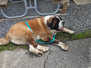The handsome Jeronimo. CANDI JONETH/Boothbay Register