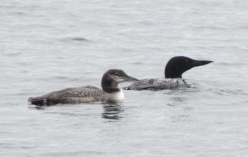 #bird-column, #Jeff and Allison Wells, #boothbay register, #birds, #maine, #common loon