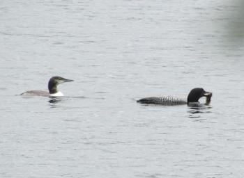 #bird-column, #Jeff and Allison Wells, #boothbay register, #birds, #maine, #common loon