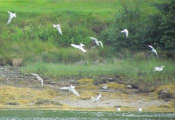 Terns foraging on the bounty of small fish in Pemaquid Harbor in August to feed their young that were hatched earlier in the summer. Soon they will leave for their wintering grounds in South America. Courtesy of Jeff Wells. #bird-column, #Jeff and Allison Wells, #boothbay register, #birds, #maine, #pemaquid, #blueberries, #common terns