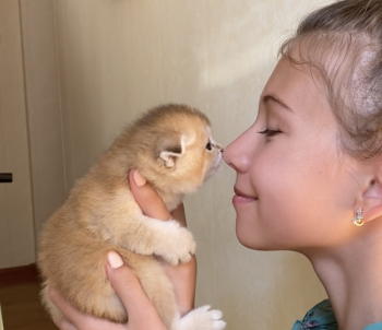 This sweet kitten nose bump is among the many visuals of cats and their families in “Cat Video Fest.” See it at the Lincoln Saturday, Aug. 12. Courtesy of the venue