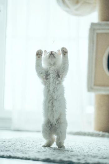 And ... stretch! This standing white cat is among the many felines to be met in this year’s Cat Video Fest” at the Lincoln Theater Aug. 12 - two shows! Courtesy of the venue