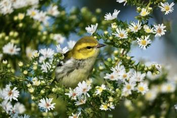 Black-throated green warblers were among the birds rescued by lobsterman off the Maine coast last week. Photo by Fetafete, courtesy of Wikimedia Commons #bird-column, #hurricane-lee, #jeff and allison wells, #maine, #birds, #lobsterman, #boothbay register, black-throated green warbler