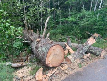 This massive pine tree that fell on wires on Back Narrows Road, Boothbay helped take out power for about 32 hours. KEVIN BURNHAM/Boothbay Register