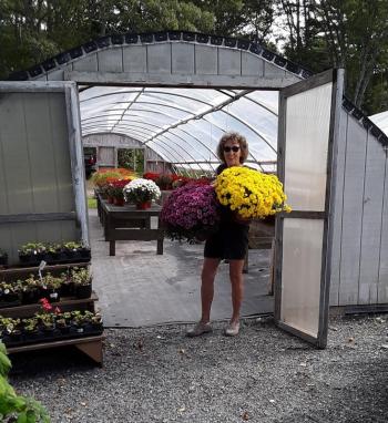 A home for mum. Conley’s Ruth Watts starts moving the 200-300 mums at Conley’s. JANE CARPENTER/Boothbay Register