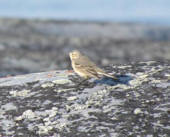 #bird-column, #jeff and allison wells, #boothbay register, #penbay pilot, #birds, #maine, #american pipit