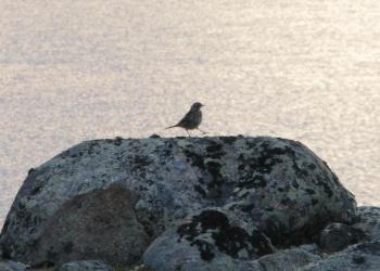 Pipits often can be seen walking around with their rather large-looking feet, as this one was doing in the barren lands near the George River of Northern Quebec, where they nest. Photo by Jeff Wells. #bird-column, #jeff and allison wells, #boothbay register, #penbay pilot, #birds, #maine, #american pipit