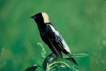 The male bobolink in breeding plumage is boldly patterned and very eye-catching to humans and probably to predators as well. Photo by S. Maslowski/USFWS. #bird-column, #boothbay register, #jeff and allison wells, #birds, #maine, #halloween, #bobolink
