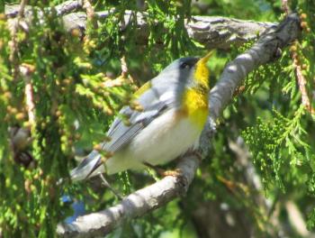 Northern parula was one of more than a dozen American migrant bird species that were blown off course to Britain and Ireland this fall by Hurricane Lee. Photo by Jeff Wells.
#bird-column, #Jeff and Allison Wells, #birds, #maine, #boothbay register, #blocker, #hurricane lee, northern parula