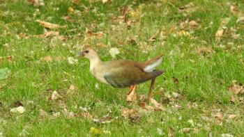 #bird-column, #boothbay register, #jeff and allison wells, #birds, #maine, #halloween, #purple gallinule