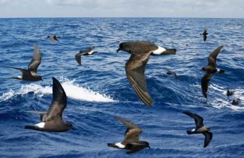 The birds long-known as band-rumped storm-petrels are likely a complex of as many as ten different species, six of which occur in the Atlantic. Photo collage of Band-rumped storm-petrels by Richard Crossley from the Crossley ID Guide to Eastern Birds courtesy of Wikimedia Commons. #bird-column, #Jeff and Allison Wells, #boothbay register, #birds, #maine, #wilson’s storm-petrel, #band-rumped storm-petrel
