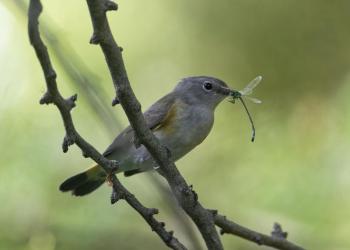 American redstarts, including one, are among the migrant bird species making their way to and through Aruba, Bonaire, and Curacao recently. Courtesy of M.Oversteegen #bird-column, #birds of aruba bonaire and curacao, #Jeff and Allison Wells, #birds, #maine, #boothbay register, #american redstart