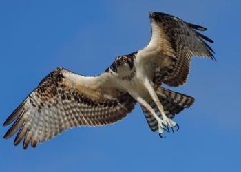 In the past few weeks, birders on Aruba have been seeing many “North American” birds, including ospreys. Courtesy of M.Oversteegen #bird-column, #birds of aruba bonaire and curacao, #Jeff and Allison Wells, #birds, #maine, #boothbay register, #osprey