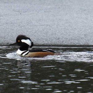 Hooded Mergansers were spotted bobbing about in Cobbosseecontee Stream in Gardiner during the count. Courtesy of David Small #bird-column, #Jeff and Allison Wells, #boothbay-register, #birds, #christmas bird count, #murmuration, #hooded merganser
