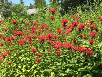 Bee balm isn’t just for healing. It’s a hummingbird and butterfly magnet. LISA KRISTOFF/Boothbay Register