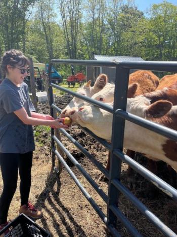 Feeding local cows with extra produce from the gleaning program. Courtesy photo