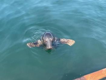 A seal in local waters. Mark Stover photo