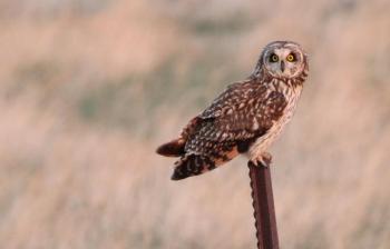 Don't look for ear tufts on the short-eared owl as the tufts are so small that they are not often visible. Photo Sandra Uecker\USFWS, courtesy Wikimedia Commons. #bird-column, #boothbay register, #jeff and allison wells, #short-eared owl, #birds, #maine