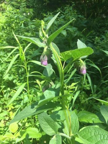 Flowering comfrey. LISA KRISTOFF/Boothbay Register