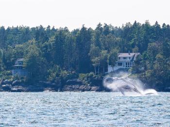 A humpback whale breaching off Southport Island. Lisa Dingle photo