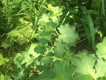 Lady’s mantle. LISA KRISTOFF/Boothbay Register