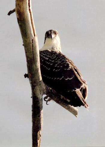 An osprey. Courtesy of BBRLT