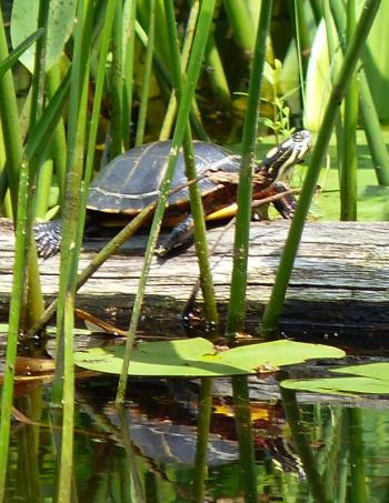 Oak Point Farm, BBRLT’s headquarters, offers an accessible trail suitable for strollers and wheelchairs, surrounding a freshwater pond that is teeming with wildlife. Courtesy of BBRLT