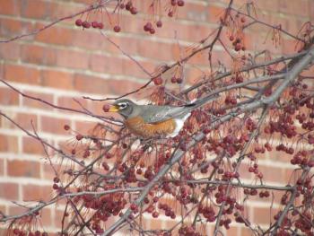 #bird-column, #jeff and allison wells, #great backyard bird count, #mardis gras, #boothbay register, #birds, #maine, #american robin