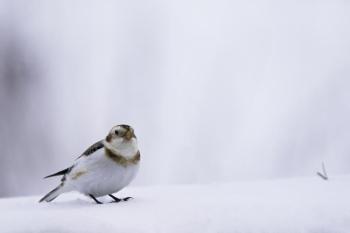 Snow buntings are often seen in and near snow, where their plumage makes them hard for predators to see. Photo by Lorie Shaull courtesy of Wikipedia Commons #bird-column, #boothbay register, #Jeff and Allison Wells, #snow buntings, #maine, #birds